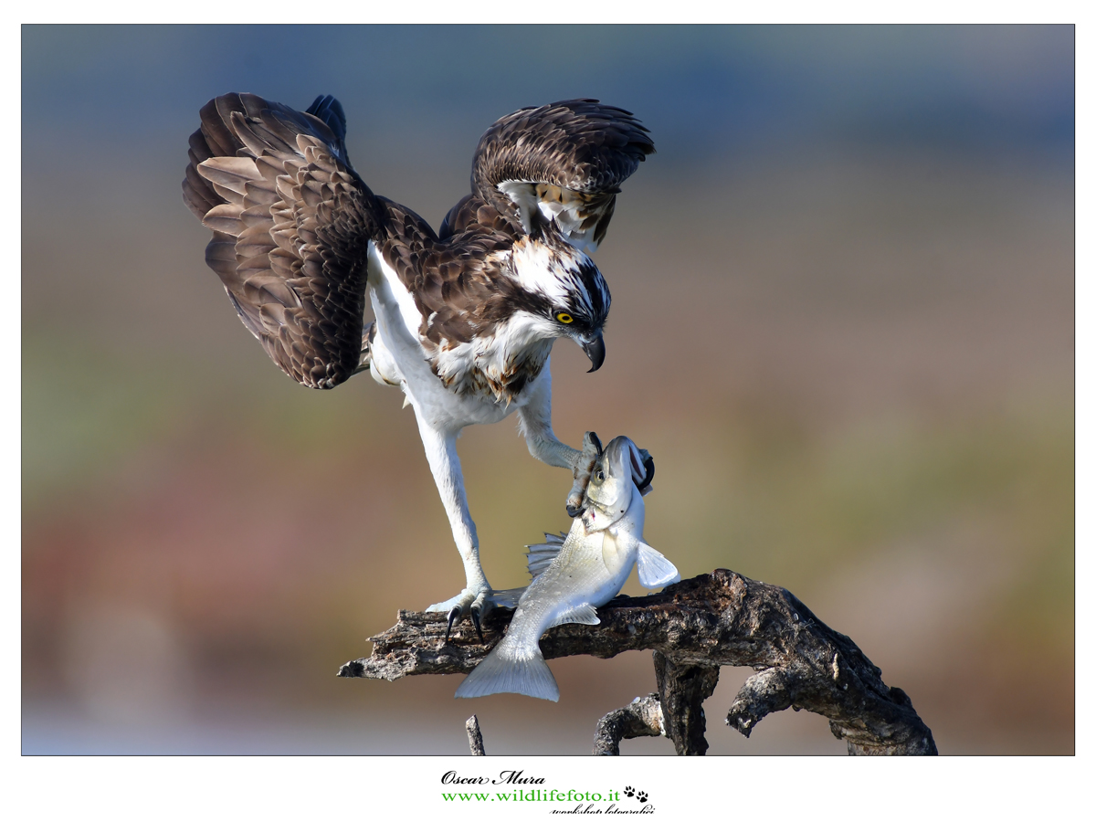 Falco Pescatore Osprey www.wildlifefoto.it