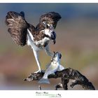 Falco Pescatore Osprey www.wildlifefoto.it