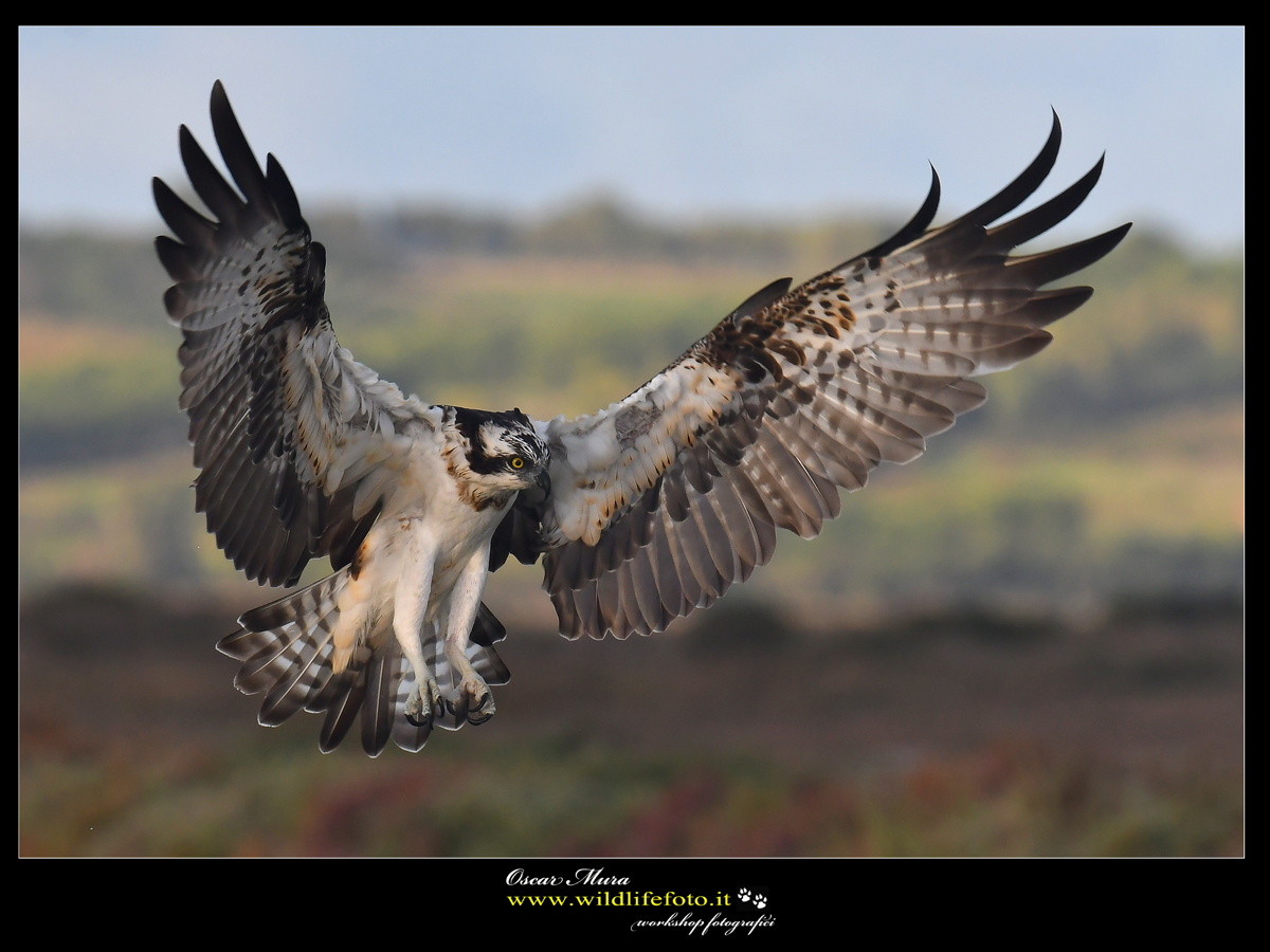 Falco Pescatore Osprey www.wildlifefoto.it