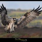 Falco Pescatore Osprey www.wildlifefoto.it