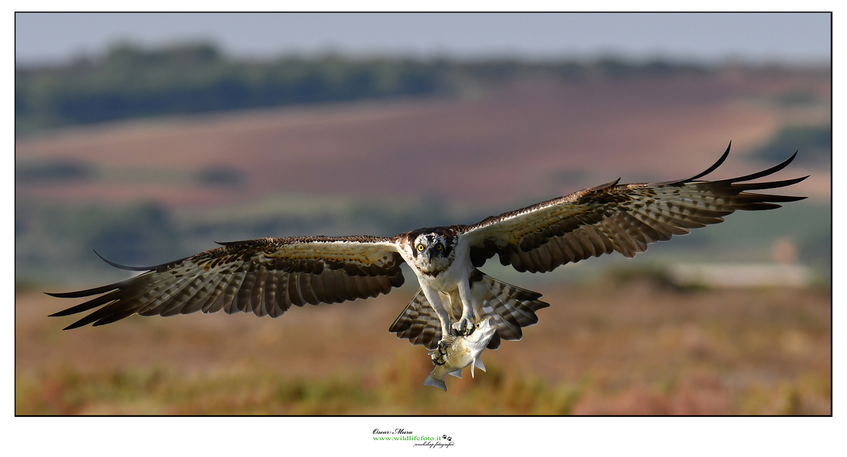 Falco Pescatore Osprey www.wildlifefoto.it