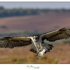 Falco Pescatore Osprey www.wildlifefoto.it