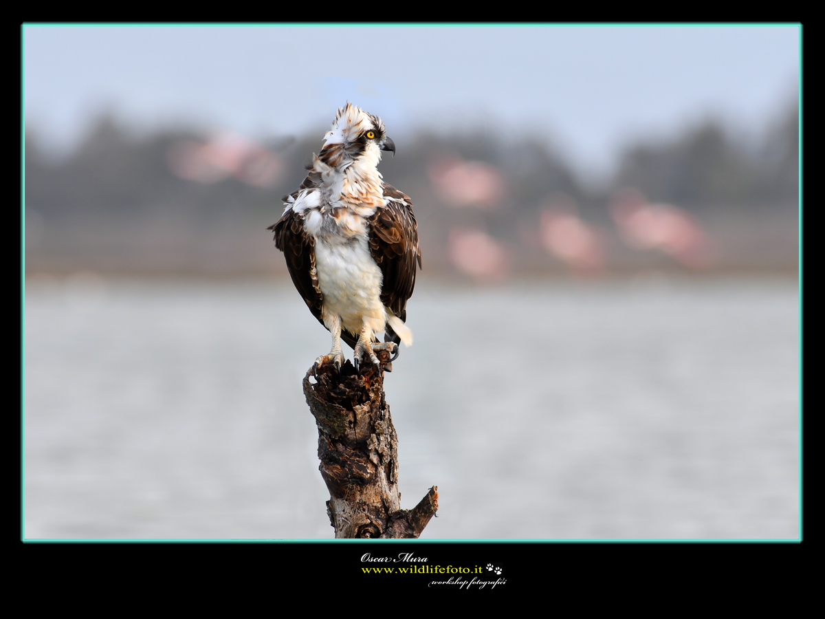 Falco Pescatore Osprey www.wildlifefoto.it