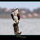 Falco Pescatore Osprey www.wildlifefoto.it