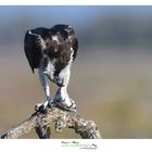 Falco Pescatore Osprey www.wildlifefoto.it