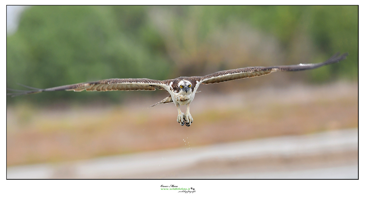 Falco Pescatore Osprey www.wildlifefoto.it