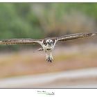 Falco Pescatore Osprey www.wildlifefoto.it