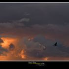 Falco Pescatore Osprey www.wildlifefoto.it