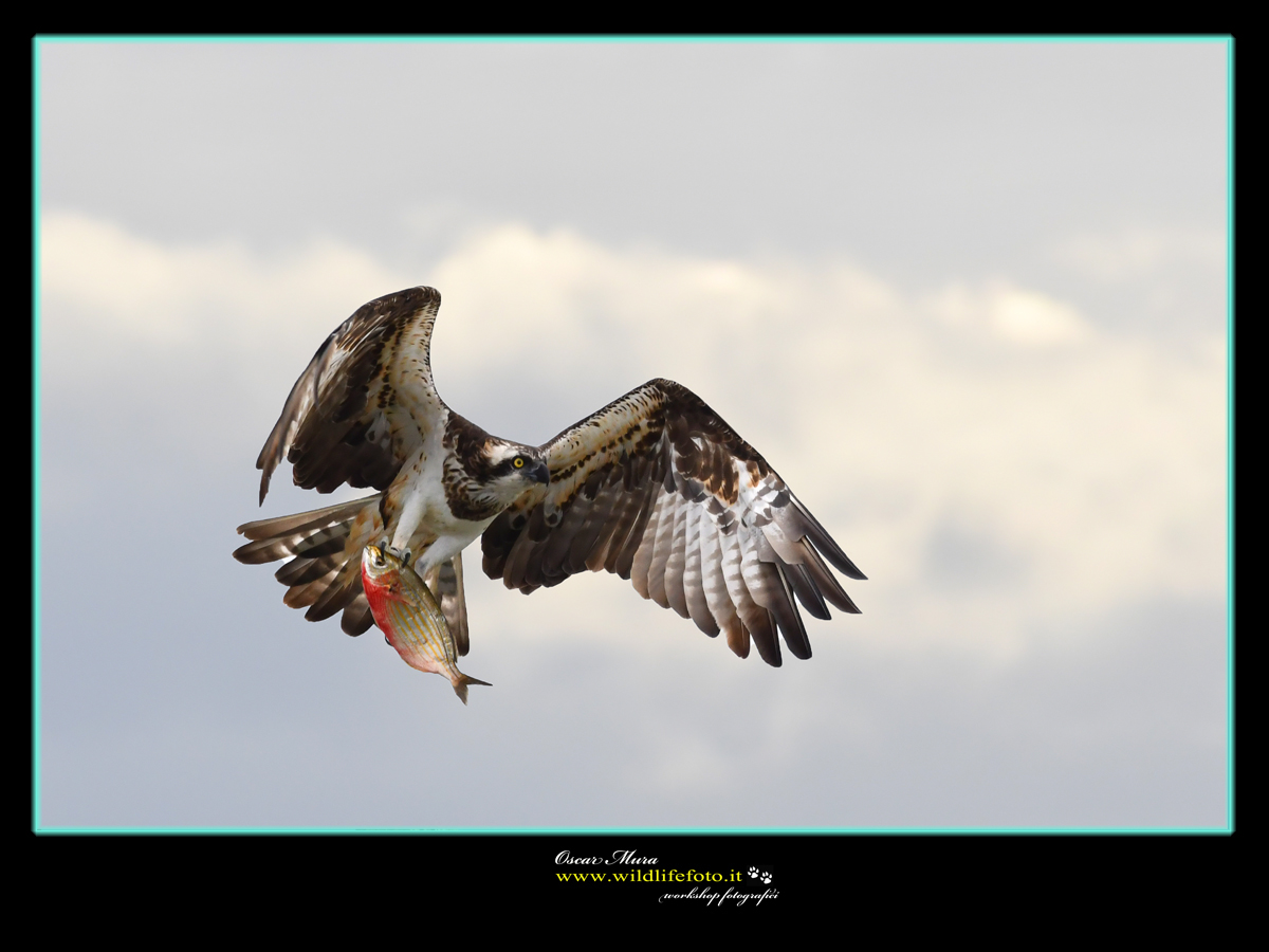 Falco Pescatore Osprey www.wildlifefoto.it