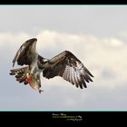 Falco Pescatore Osprey www.wildlifefoto.it