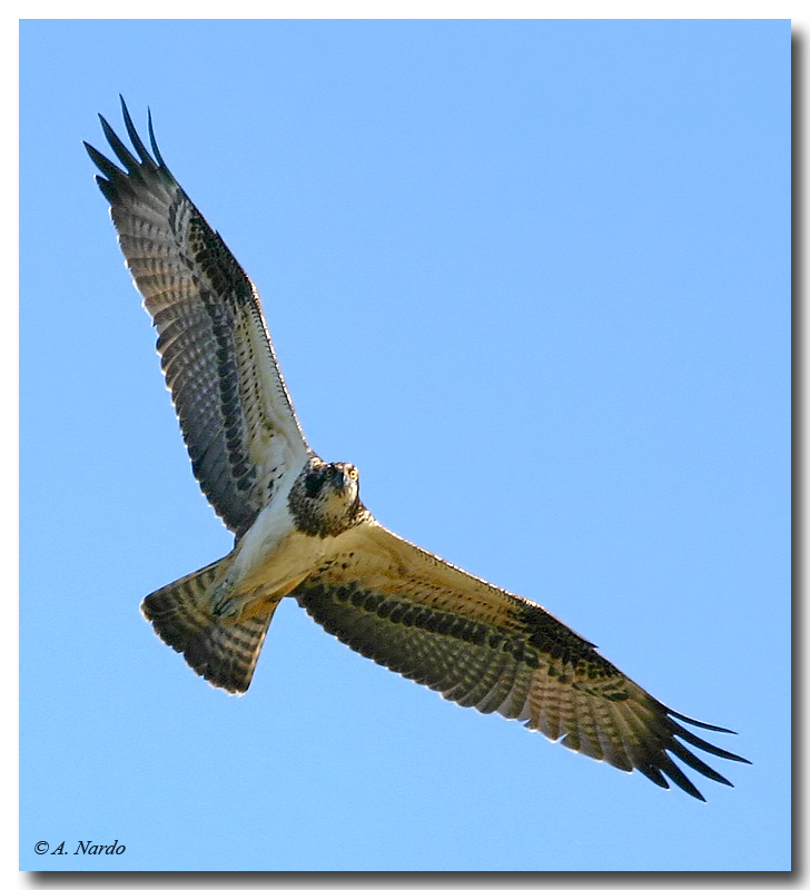 Falco pescatore (Pandion Heliaetus)