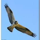 Falco pescatore (Pandion Heliaetus)