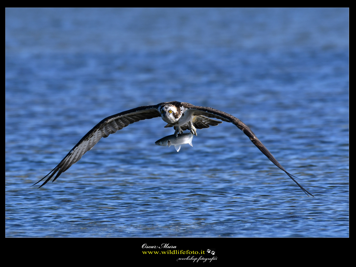 Falco pescatore www.wildlifefoto.it 