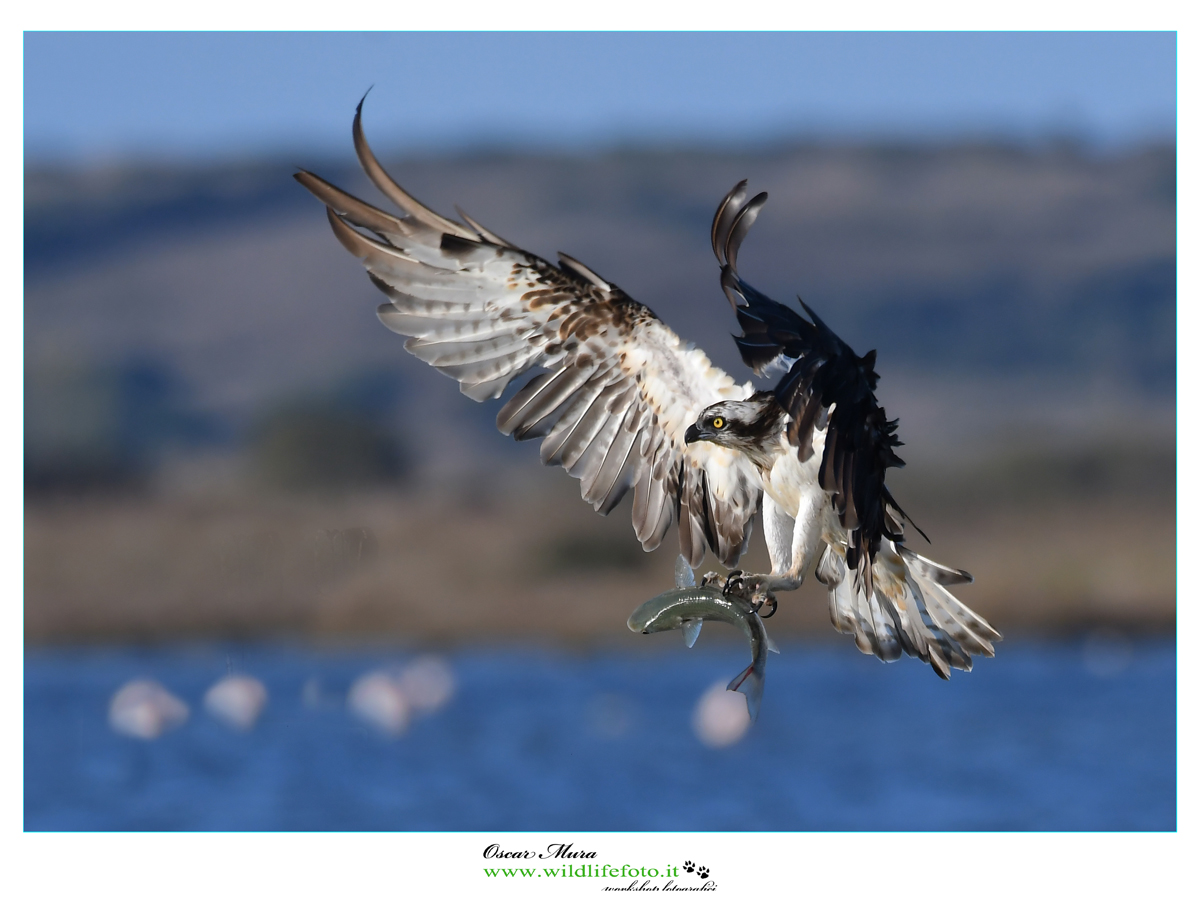 falco pescatore www.wildlifefoto.it workshop fotografici