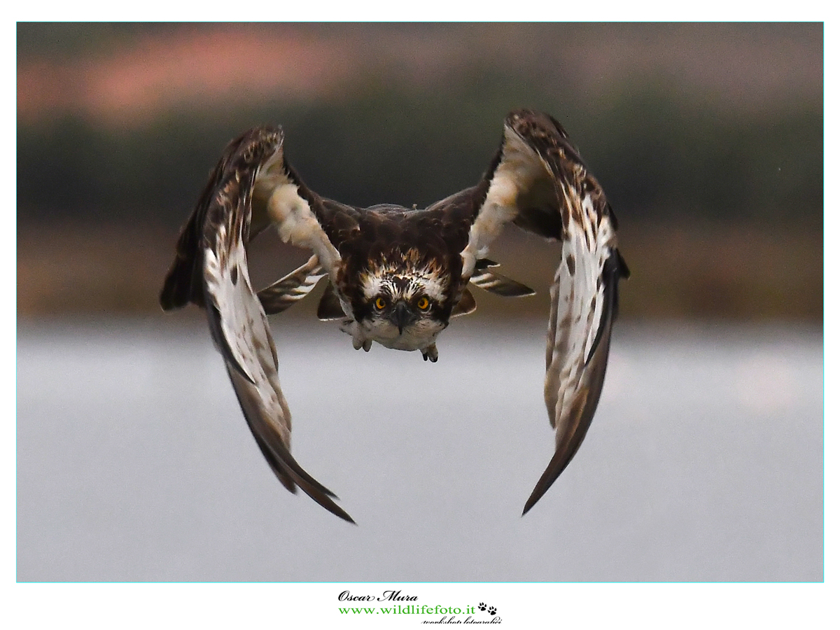 falco-pescatore www.wildlifefoto.it workshop sardegna (28)