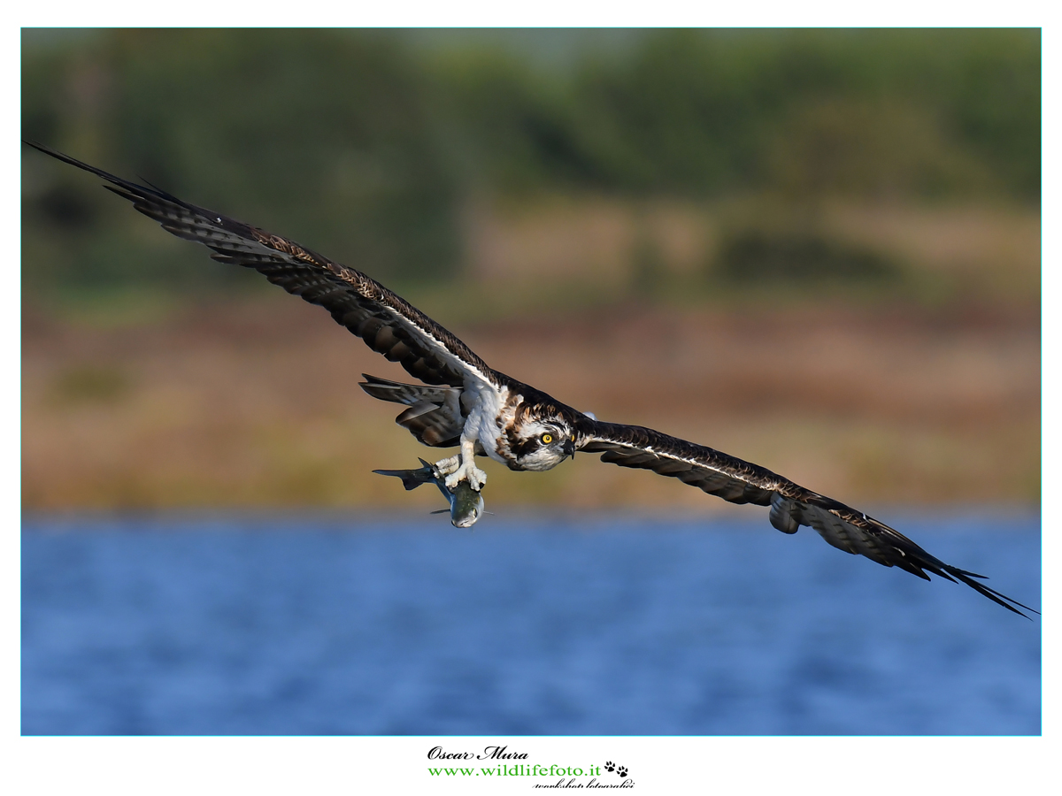 falco-pescatore www.wildlifefoto.it workshop sardegna (30)