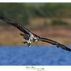 falco-pescatore www.wildlifefoto.it workshop sardegna (30)