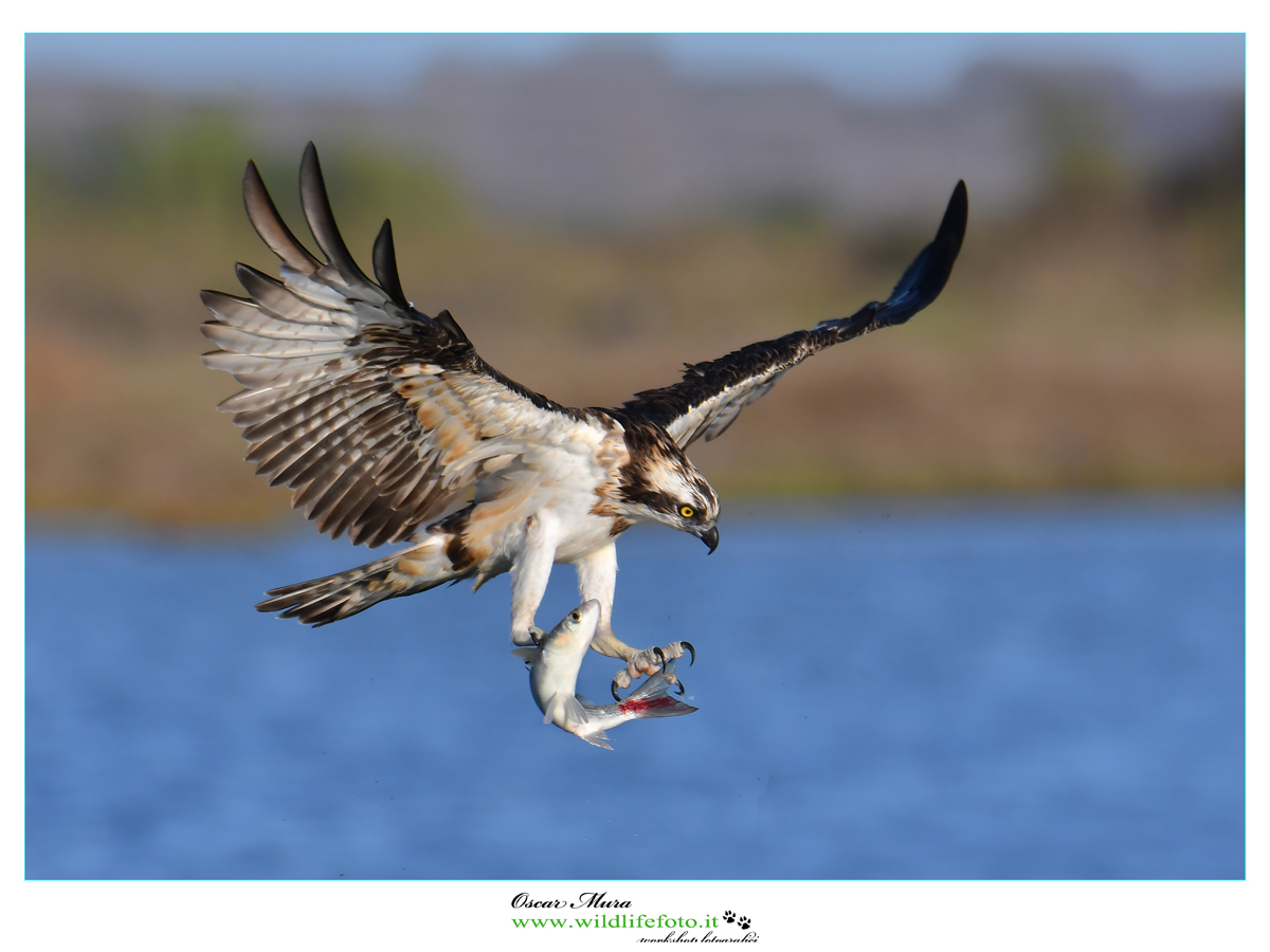 falco-pescatore www.wildlifefoto.it workshop sardegna (35)