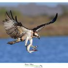 falco-pescatore www.wildlifefoto.it workshop sardegna (35)