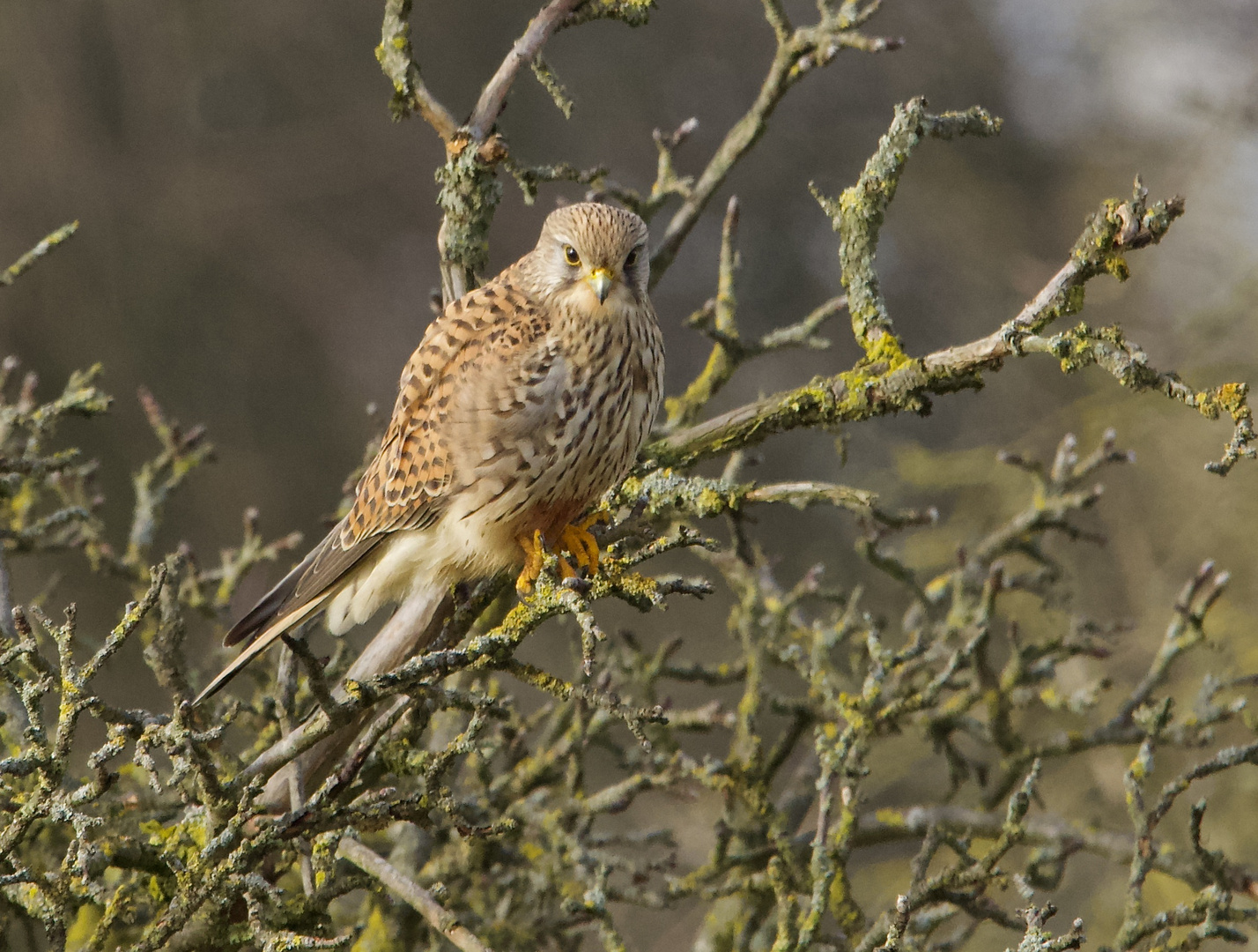 Falco späht vom alten Birnbaum aus nach Beute.......