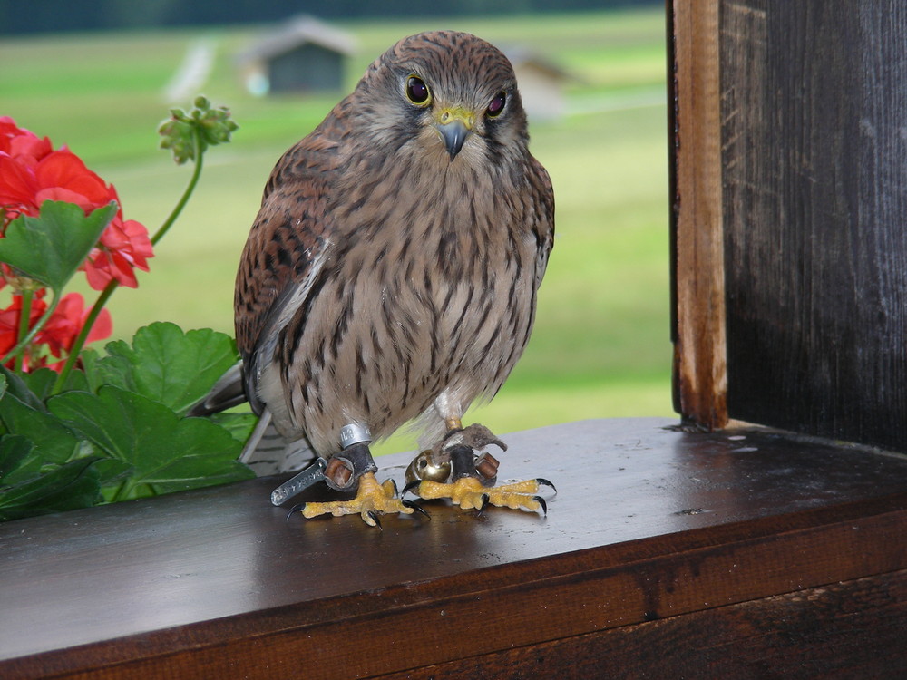 falco sul balcone