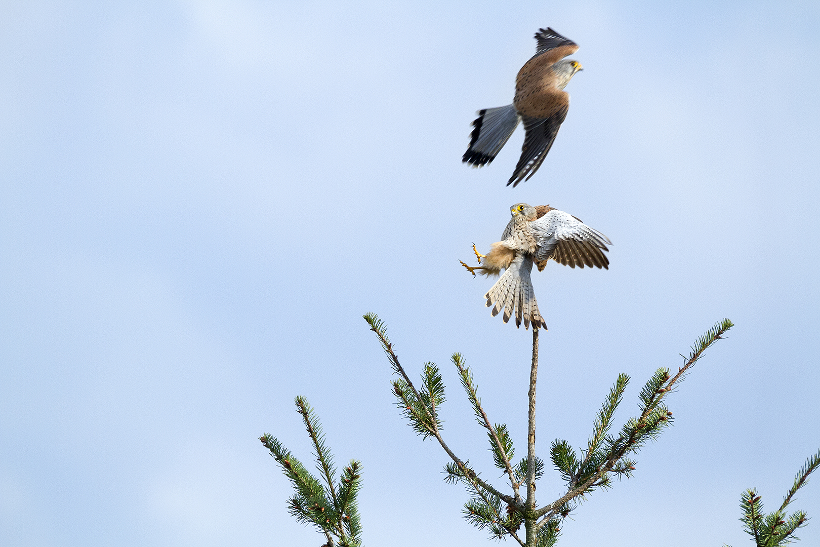 Falco tinnunculus