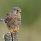 Falco tinnunculus