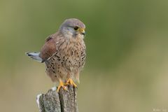 Falco tinnunculus