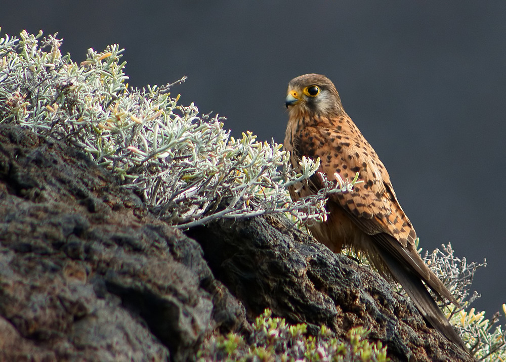 falco tinnunculus canariensis Foto & Bild tiere, wildlife, wild