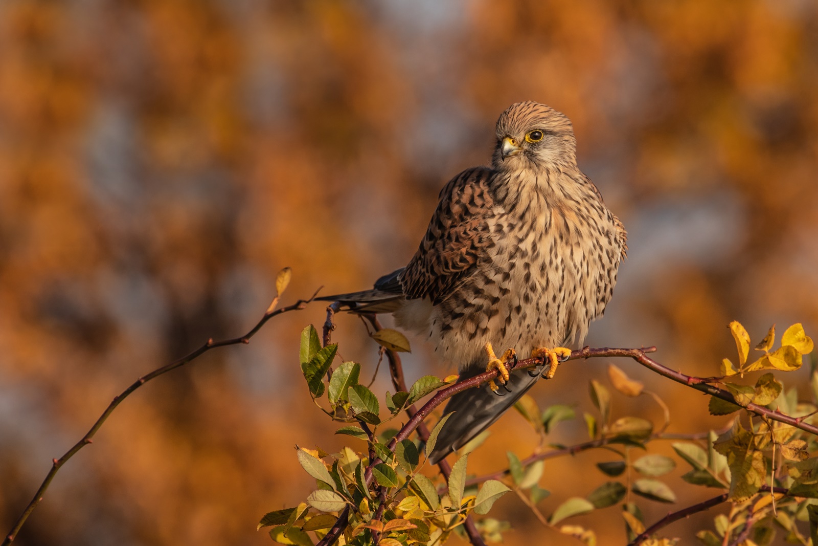 Falco tinnunculus  "Herbstleuchten"