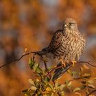 Falco tinnunculus  "Herbstleuchten"