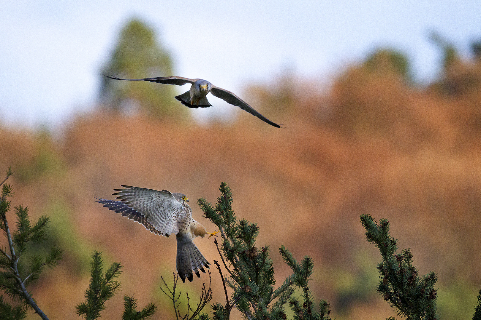 Falco tinnunculus II