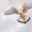 Falco Tinnunculus - m - Turmfalke  Rüttelflug