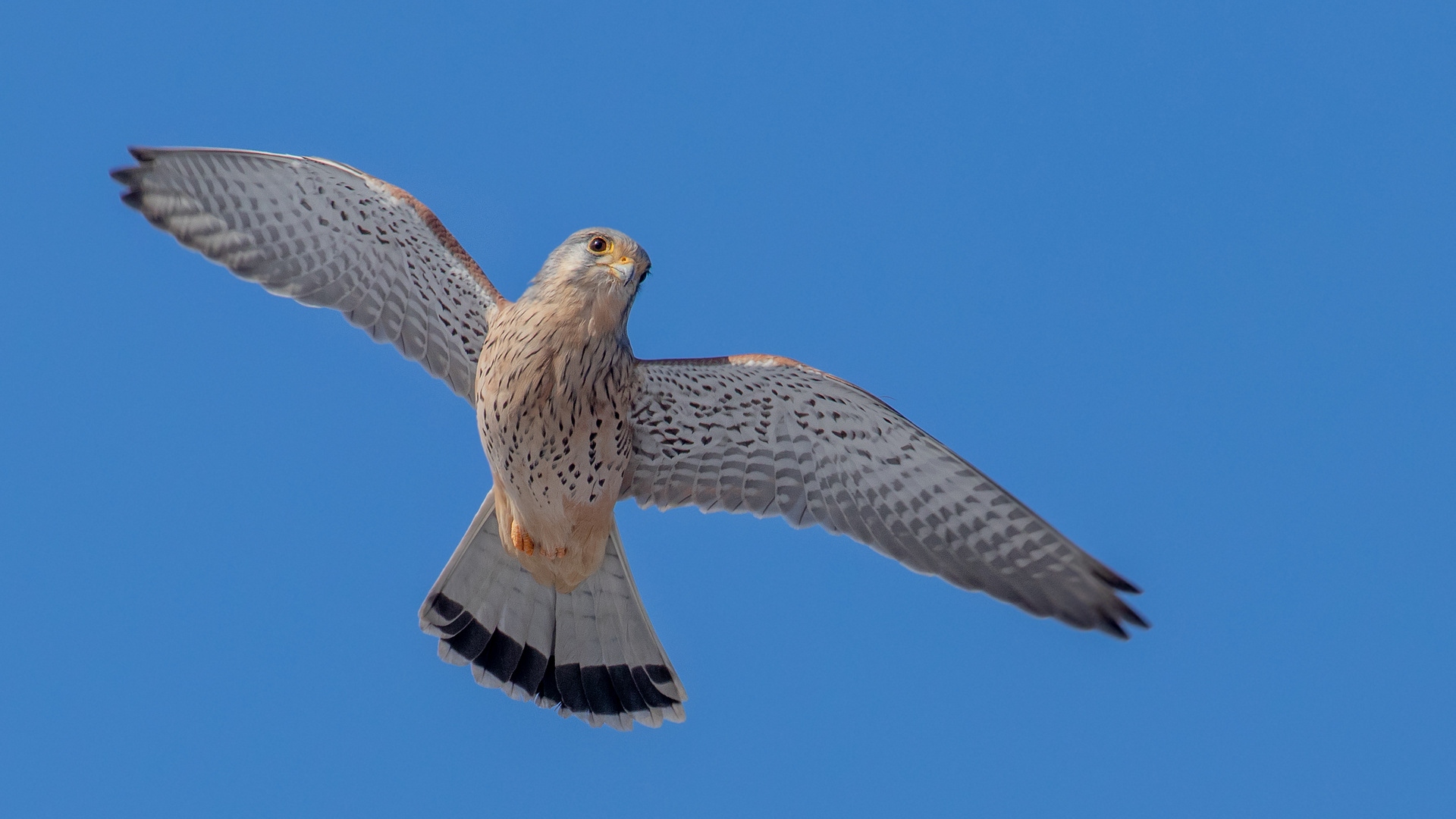 Falco Tinnunculus - Turmfalke