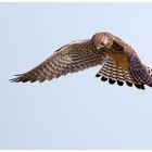 Falco tinnunculus - Turmfalke