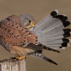 Falco tinnunculus- Turmfalke