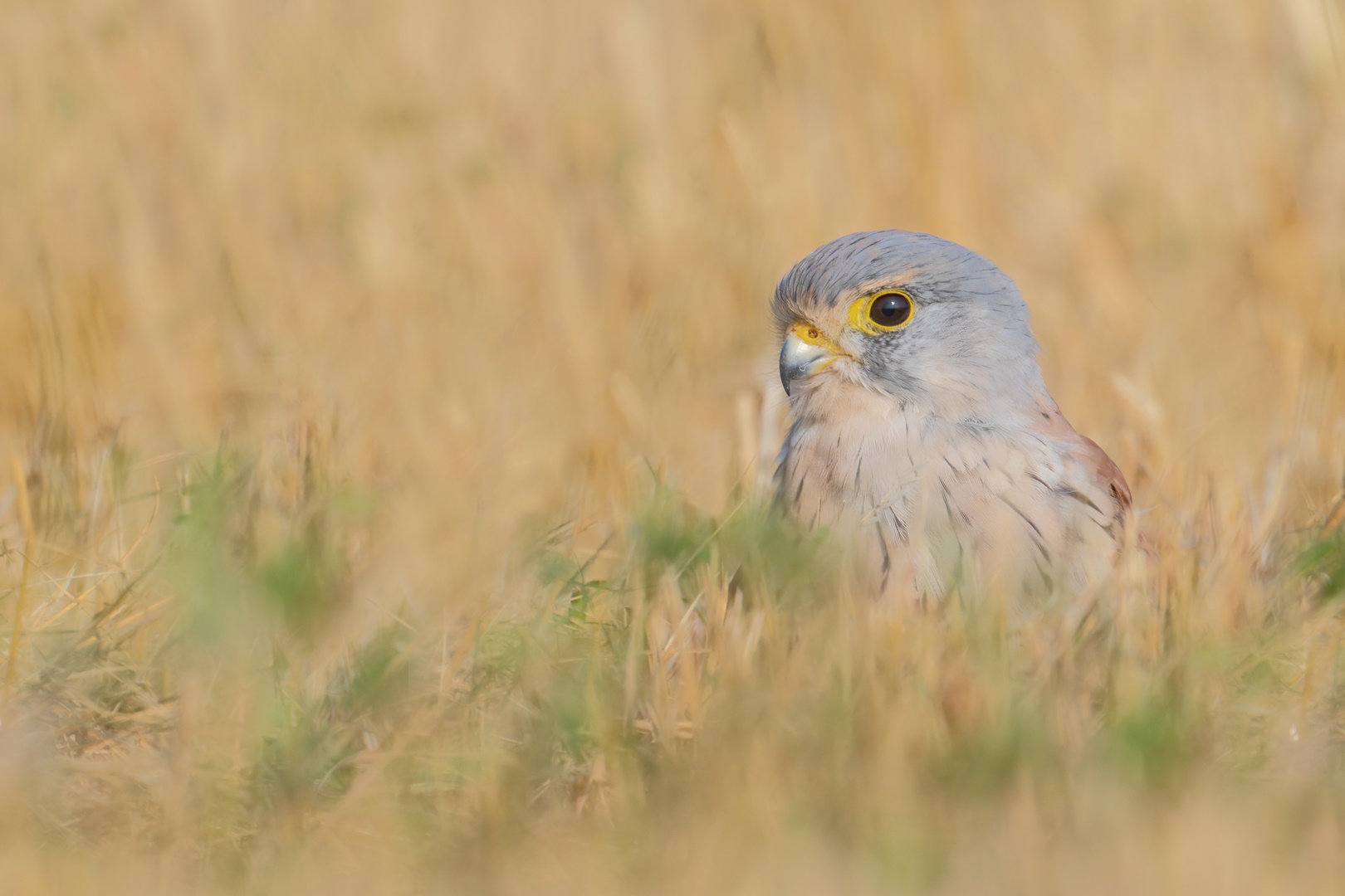 Falco tinnunculus -  Turmfalke, das Männchen