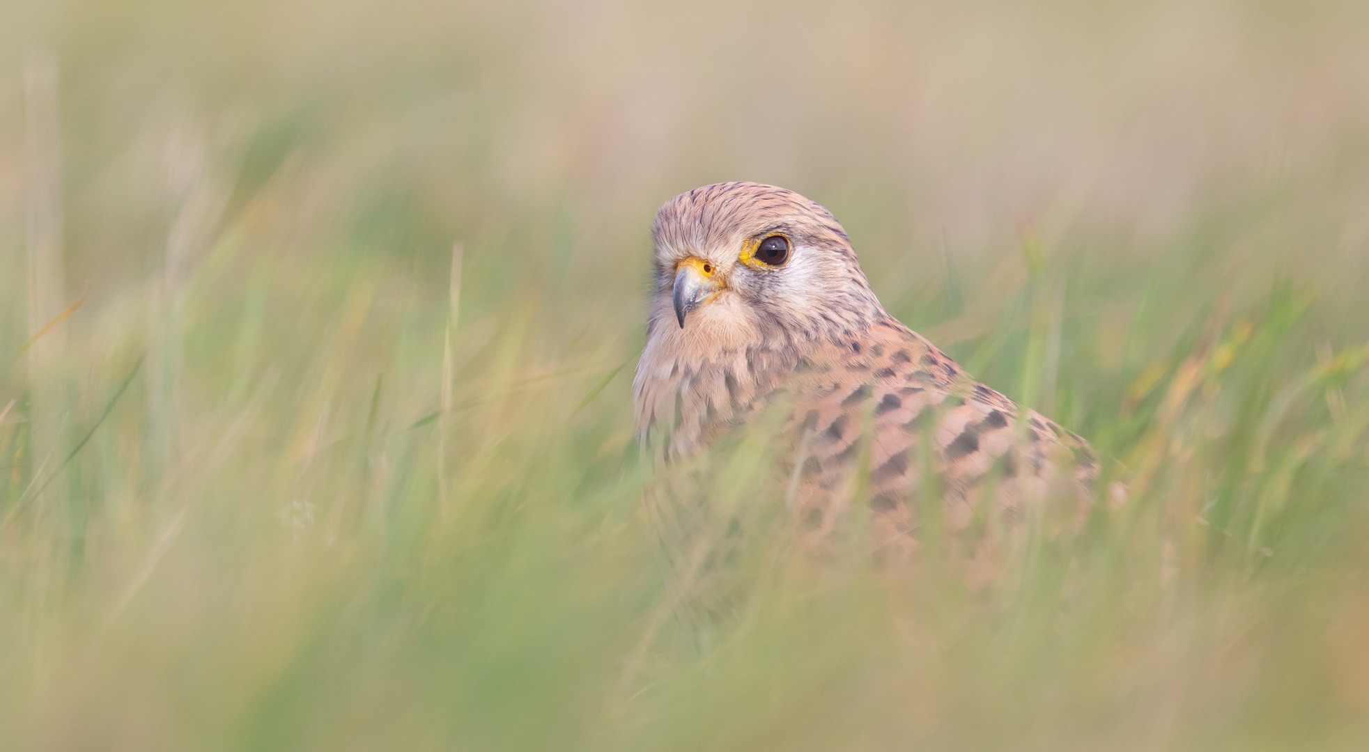 Falco tinnunculus - Turmfalke - das Weibchen