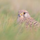 Falco tinnunculus - Turmfalke - das Weibchen