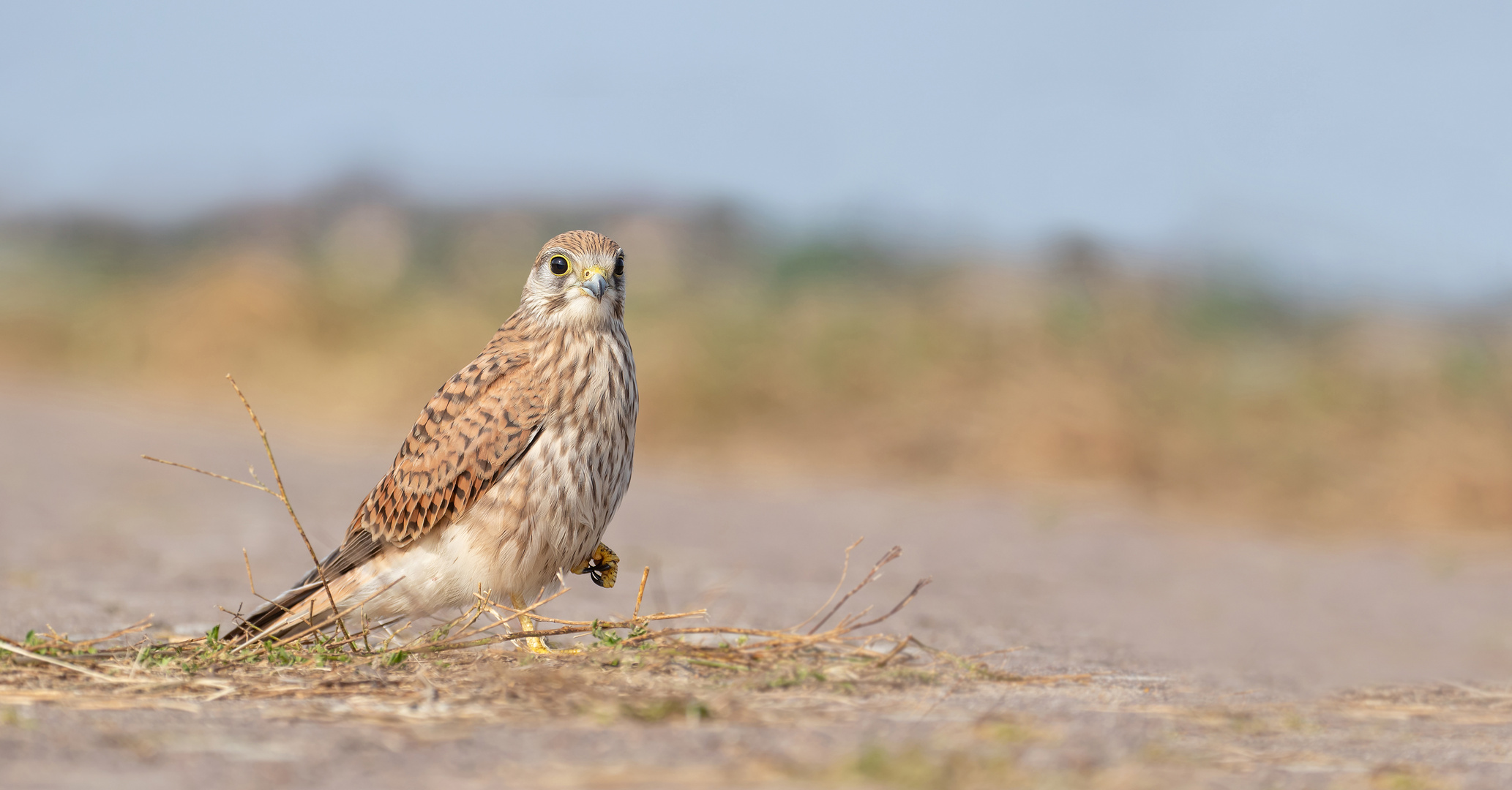 Falco tinnunculus - Turmfalke, der  Nachwuchs 