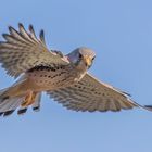 Falco tinnunculus - Turmfalke im Flug