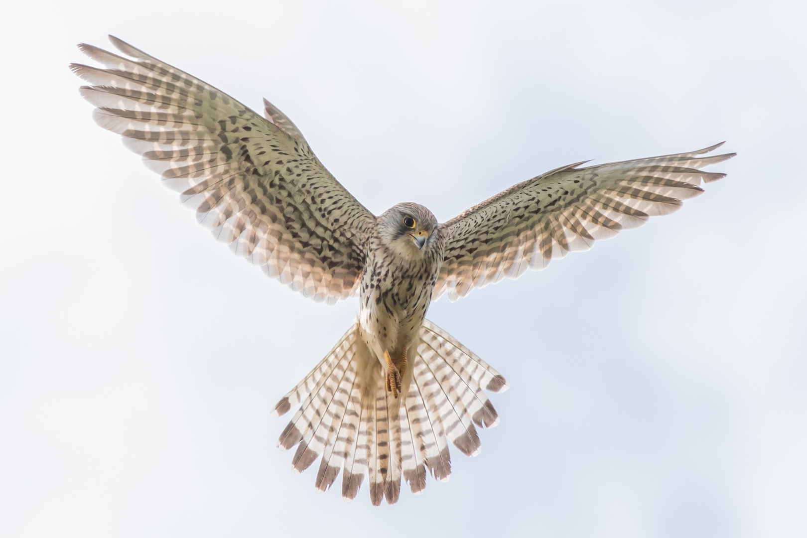 Falco tinnunculus- Turmfalke- im Rüttelflug