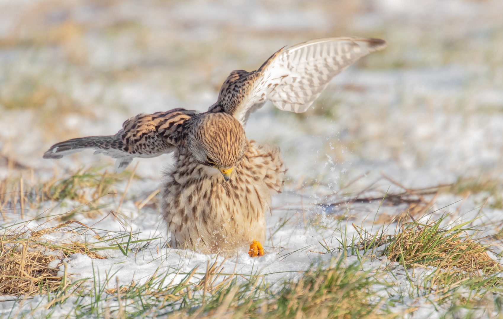 Falco tinnunculus - Turmfalke im Schnee 