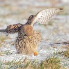 Falco tinnunculus - Turmfalke im Schnee 