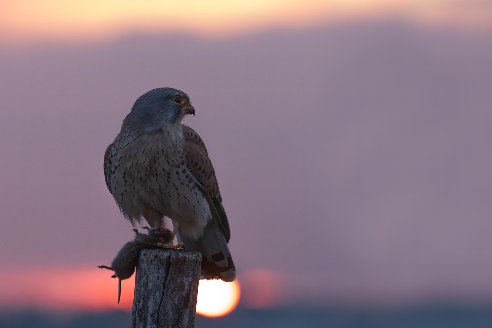 Falco tinnunculus - Turmfalke im Sonnenuntergang 