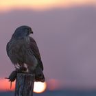 Falco tinnunculus - Turmfalke im Sonnenuntergang 