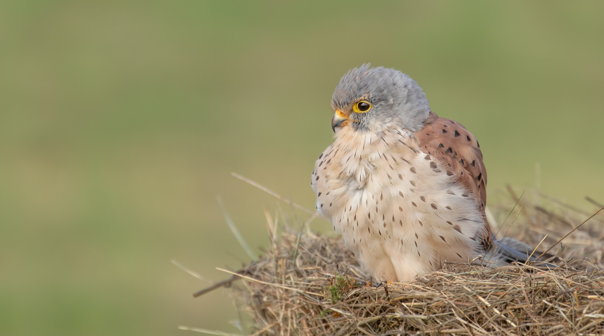 Falco tinnunculus - Turmfalke - m - aufgeplustert 