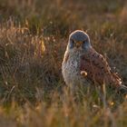 Falco tinnunculus - Turmfalke - m- im letzten Licht