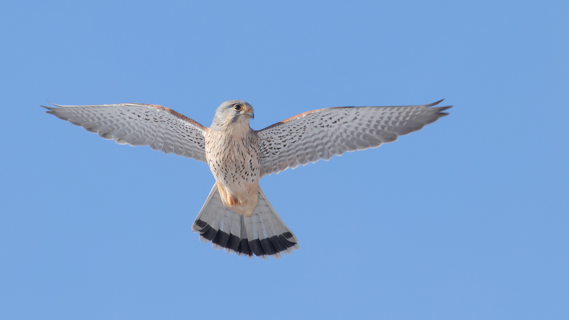 Falco tinnunculus - Turmfalke - m - im Rüttelflug 