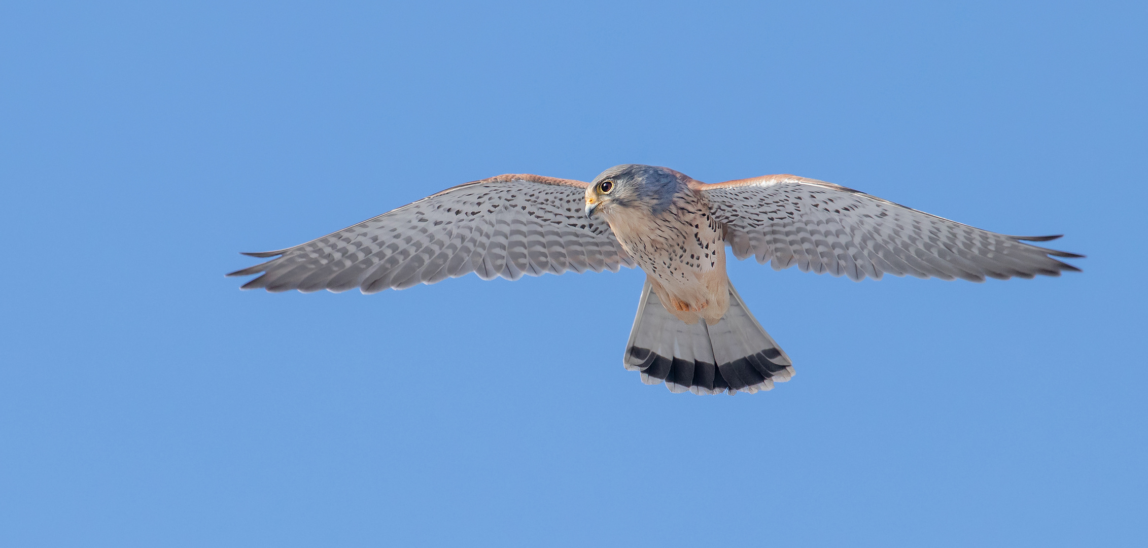 Falco tinnunculus - Turmfalke - m- im Rüttelflug 